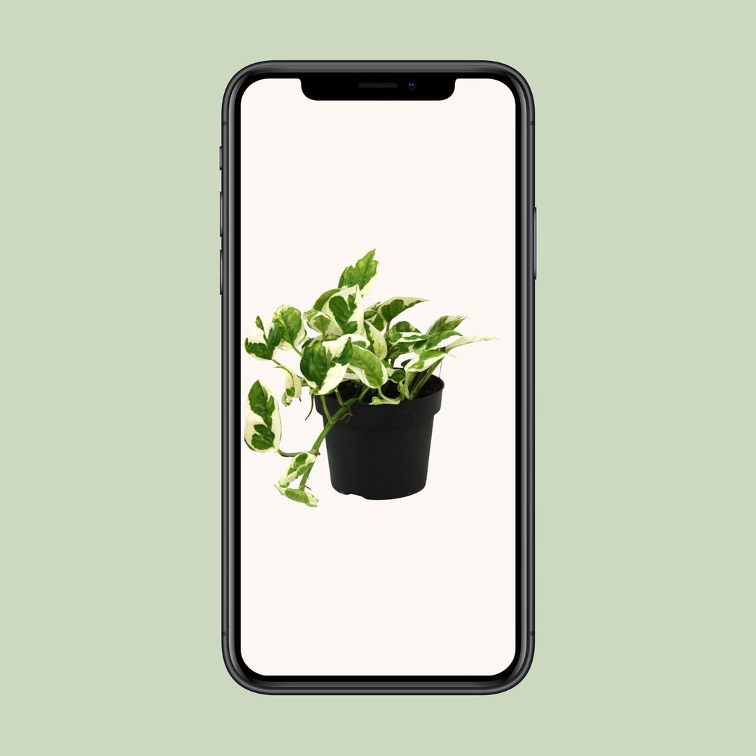 Epipremnum pinnatum 'N'joy' (Scindapsus) - Ø12cm - ↕15cm