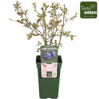 Vaccinium corymbosum 'Reka' - Ø13cm - ↕45cm