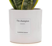 Sansevieria Gift 