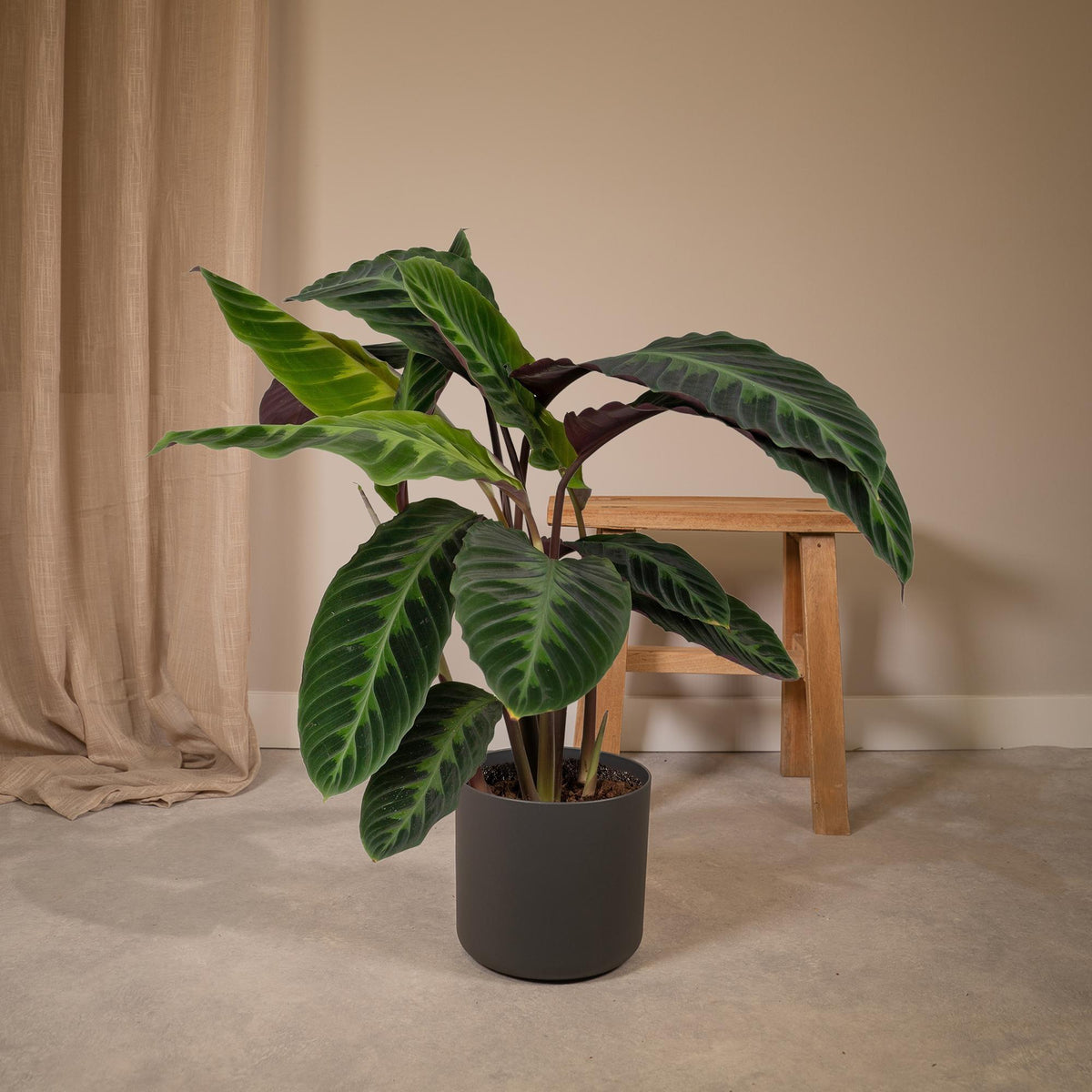 Calathea warscewiczii (Peacock plant) - Ø19cm - ↕70cm