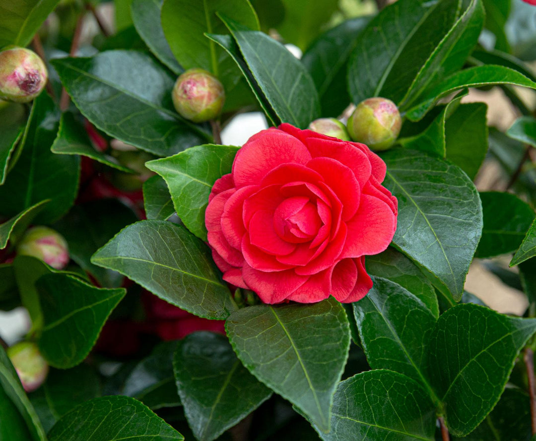 Camellia japonica 'Black Lace' - Ø19cm - ↨65cm