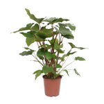 Load image into Gallery viewer, Homalomena rubescens 'Maggy' - Ø24cm - ↕90cm