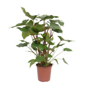Homalomena rubescens 'Maggy' - Ø24cm - ↕90cm