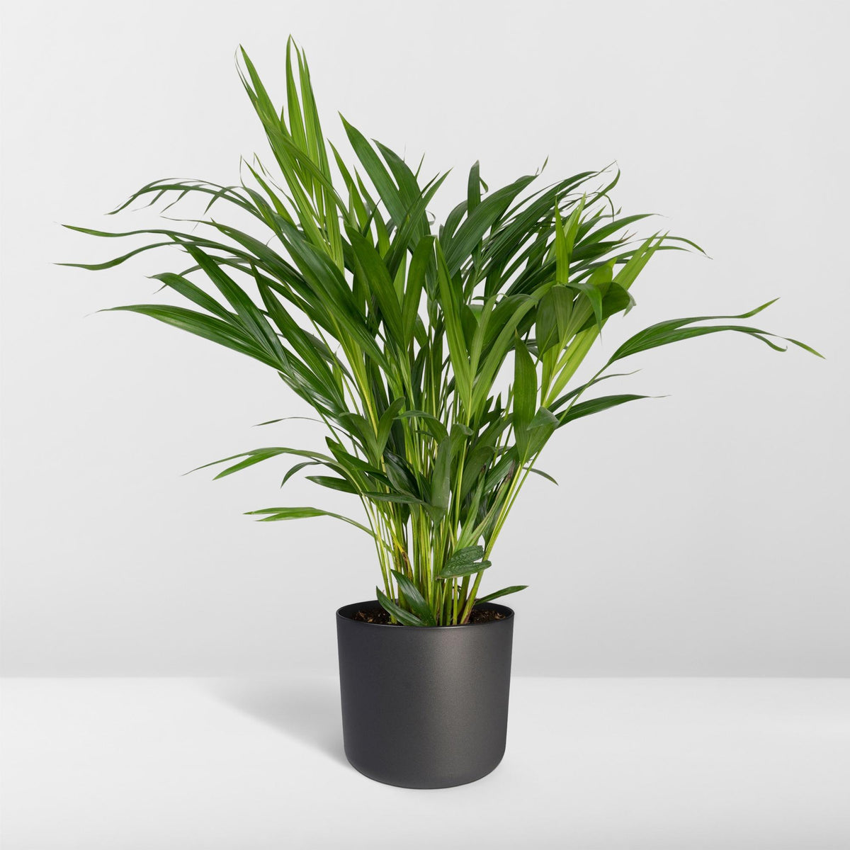 Dypsis lutescens (Areca Palm) - Ø17cm - ↕60cm
