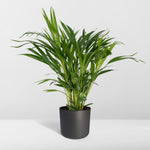 Load image into Gallery viewer, Dypsis lutescens (Areca Palm) - Ø17cm - ↕60cm