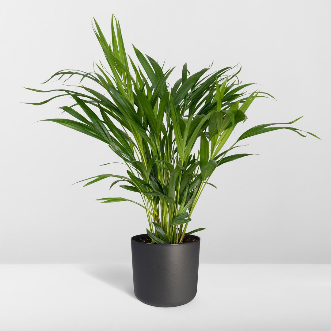 Dypsis lutescens (Areca Palm) - Ø17cm - ↕60cm