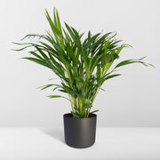Dypsis lutescens (Areca Palm) - Ø17cm - ↕60cm