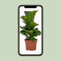 Ficus lyrata - Ø12cm - ↕30cm
