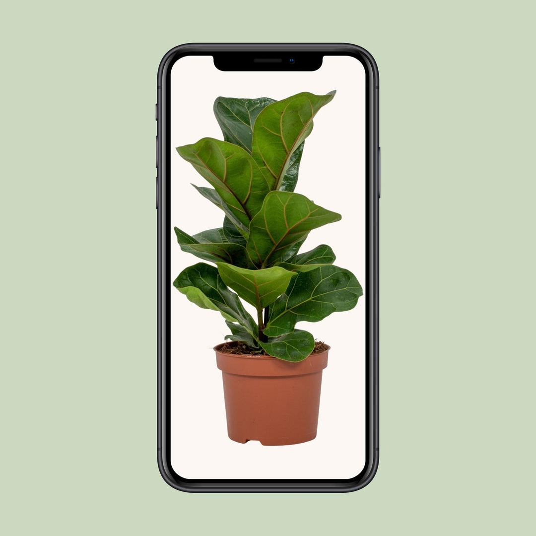 Ficus lyrata - Ø12cm - ↕30cm