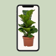 Ficus lyrata - Ø12cm - ↕30cm