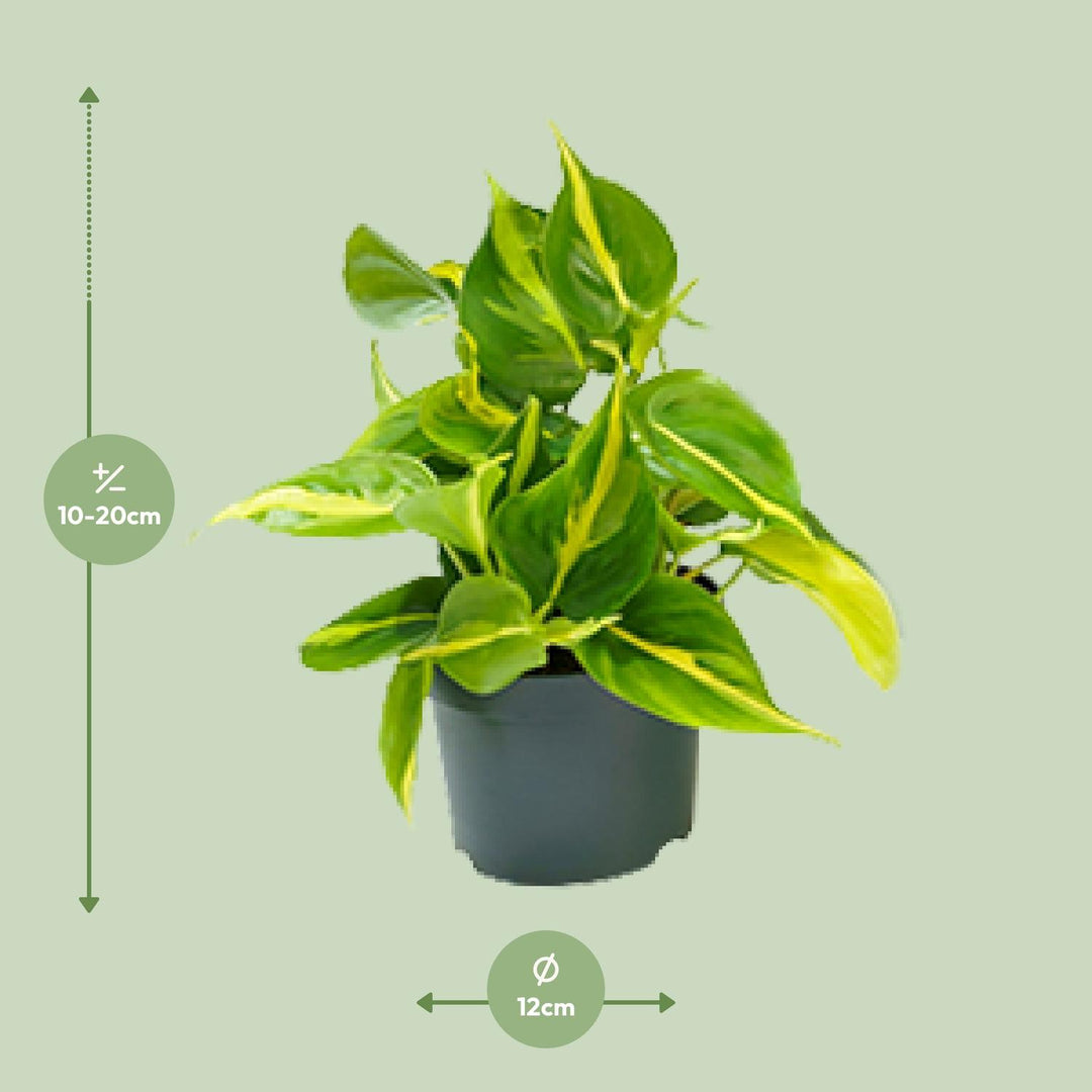 Philodendron scandens 'Brasil' - Ø12cm - ↕15cm
