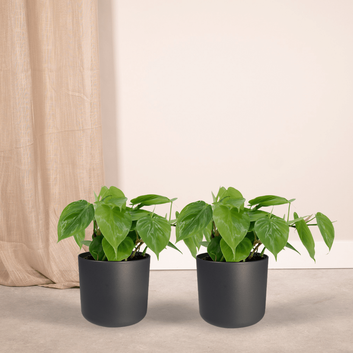 Philodendron scandens - 2 plants - ø12 - ↕15cm