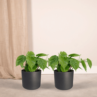 Philodendron scandens - 2 plants - ø12 - ↕15cm