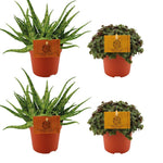 Load image into Gallery viewer, Set of 4 Plants - 2x Aloe 'Spider' + 2x Callisia repens 'Turtle' - Ø10.5cm - ↕10cm