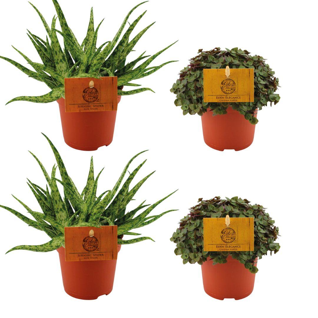 Set of 4 Plants - 2x Aloe 'Spider' + 2x Callisia repens 'Turtle' - Ø10.5cm - ↕10cm