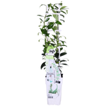 Load image into Gallery viewer, Trachelospermum &#39;Star of Venice&#39; - 2 pieces - ↨65cm - Ø15
