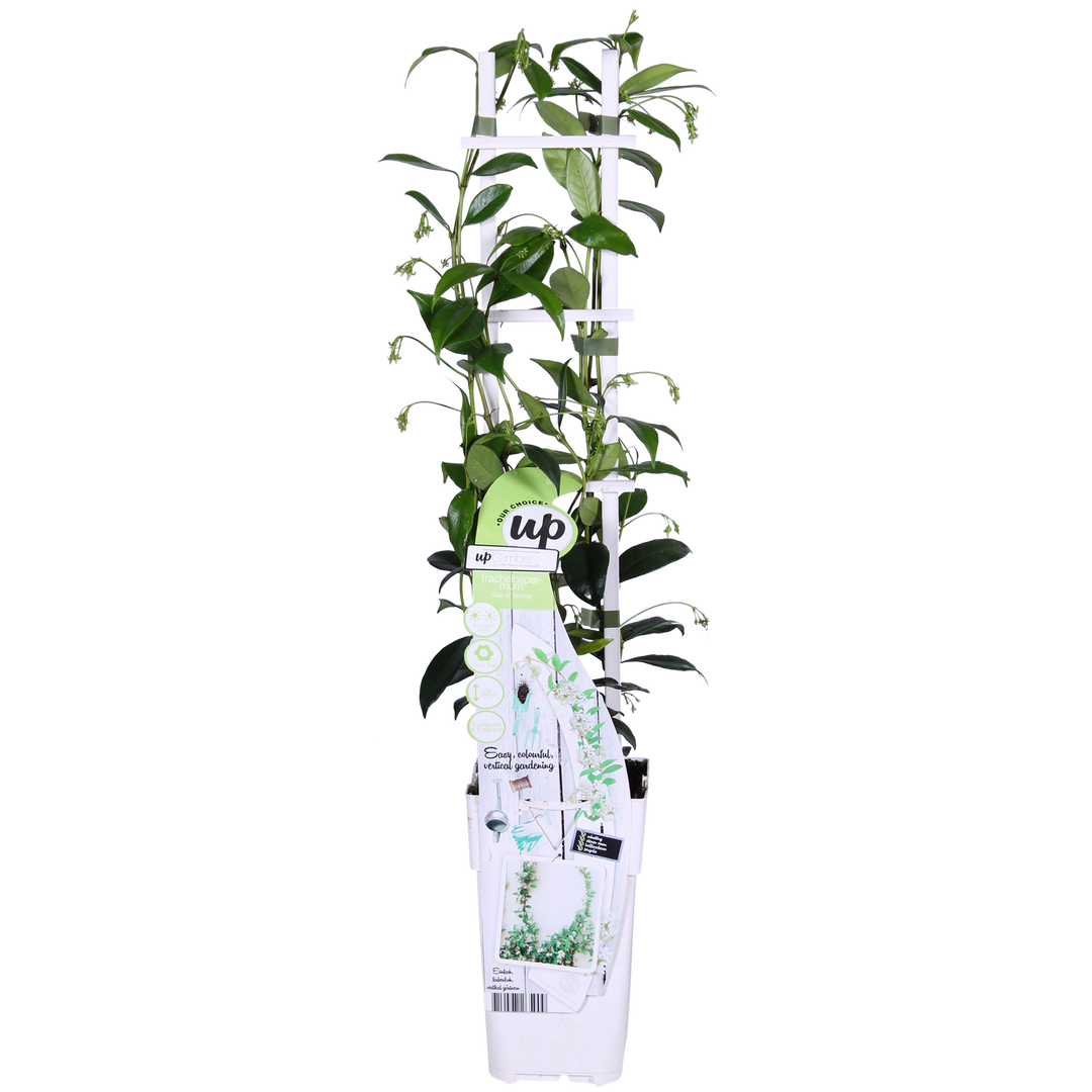 Trachelospermum 'Star of Venice' - 2 pieces - ↨65cm - Ø15