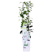 Trachelospermum 'Star of Venice' - 2 pieces - ↨65cm - Ø15