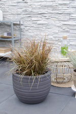 Load image into Gallery viewer, Uncinia rubra &#39;Everflame&#39; - Ø19cm - ↕40cm
