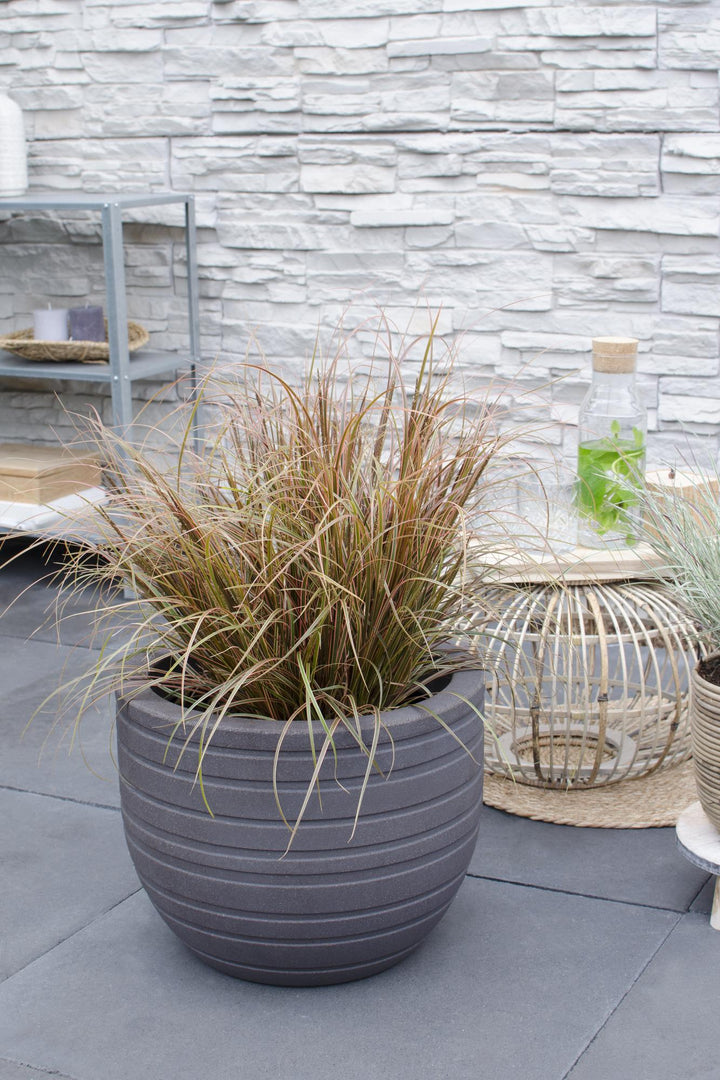 Uncinia rubra 'Everflame' - Ø19cm - ↕40cm