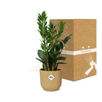 Load image into Gallery viewer, Zamioculcas zamiifolia in ELHO Vibes Fold Pot, Yellow, Ø14cm - ↕45cm