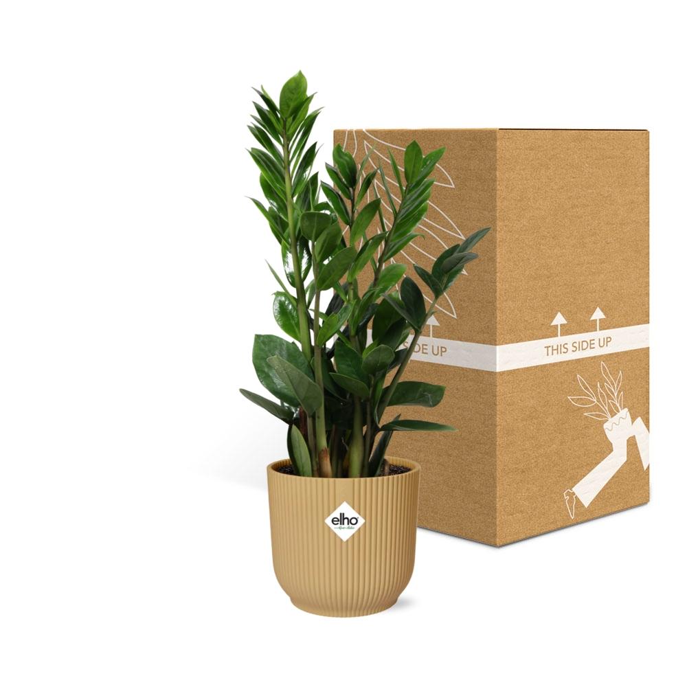 Zamioculcas zamiifolia in ELHO Vibes Fold Pot, Yellow, Ø14cm - ↕45cm