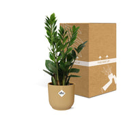 Zamioculcas zamiifolia in ELHO Vibes Fold Pot, Yellow, Ø14cm - ↕45cm