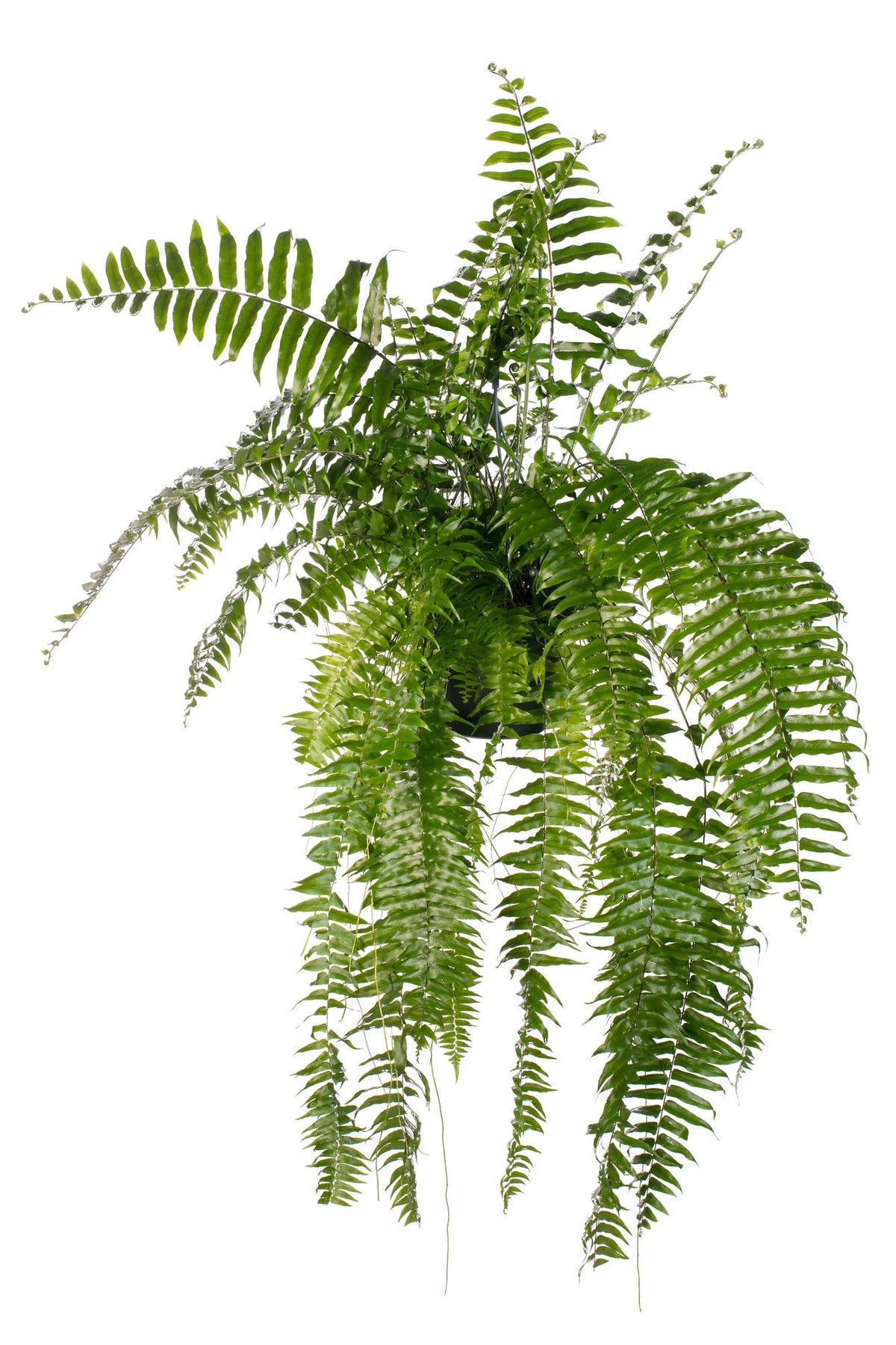 Nephrolepis biserrata 'Macho' - Ø20cm - ↕100cm