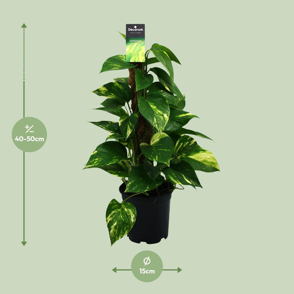 Epipremnum (Scindapsus) - Ø15cm - ↕50cm