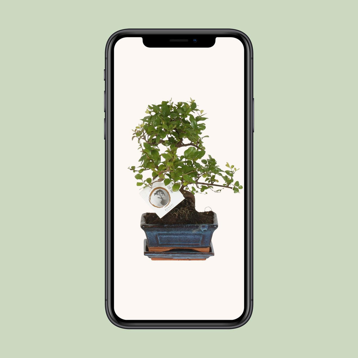 Bonsai 'Sageretia' - Ø15cm - ↕15cm