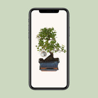 Bonsai 'Sageretia' - Ø15cm - ↕15cm