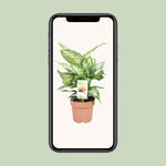 Load image into Gallery viewer, Dieffenbachia seguine &#39;Compacta&#39; - Ø17cm - ↕45cm
