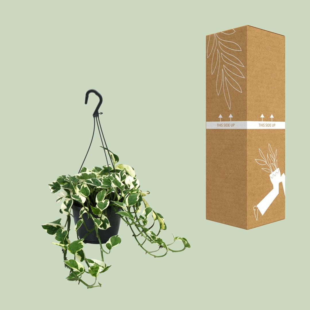 Epipremnum pinnatum 'N’Joy' (Scindapsus) - Ø15cm - ↕35cm