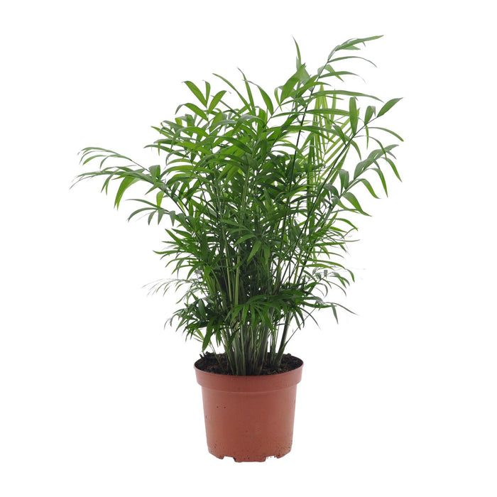 Chamaedorea elegans - Ø17cm - ↕50cm