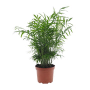 Chamaedorea elegans (Palma della Fortuna) - Ø17cm - ↕50cm