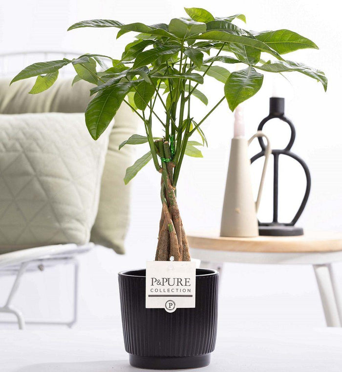 Pachira Aquatica (Money Tree) In P&PURE Ceramics - Ø12cm - ↕45cm