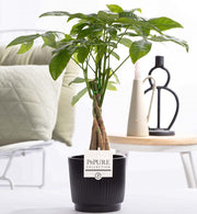 Pachira Aquatica (Money Tree) In P&PURE Ceramics - Ø12cm - ↕45cm