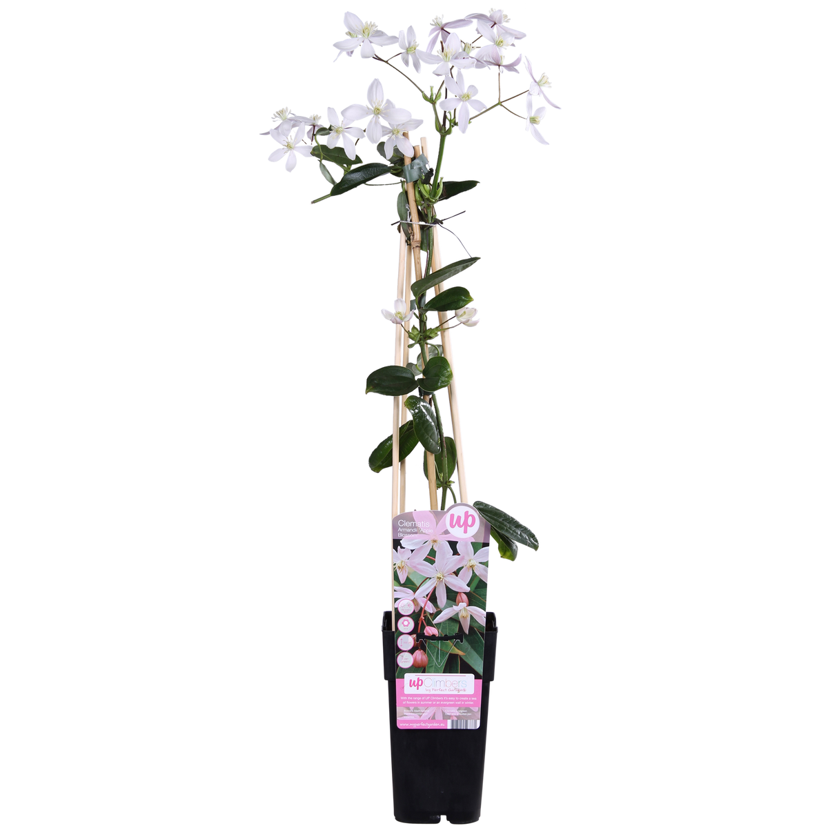 Clematis armandii 'Apple Blossom' - Ø15cm - ↕65cm