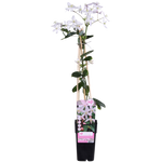 Load image into Gallery viewer, Clematis armandii &#39;Apple Blossom&#39; (Light Pink Clematis) - Ø15cm - ↕65cm
