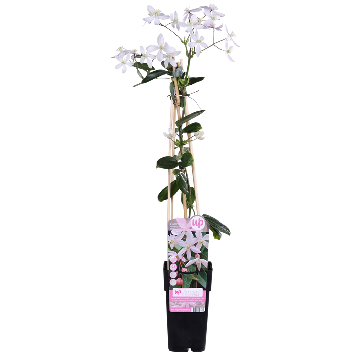 Clematis armandii 'Apple Blossom' (Light Pink Clematis) - Ø15cm - ↕65cm