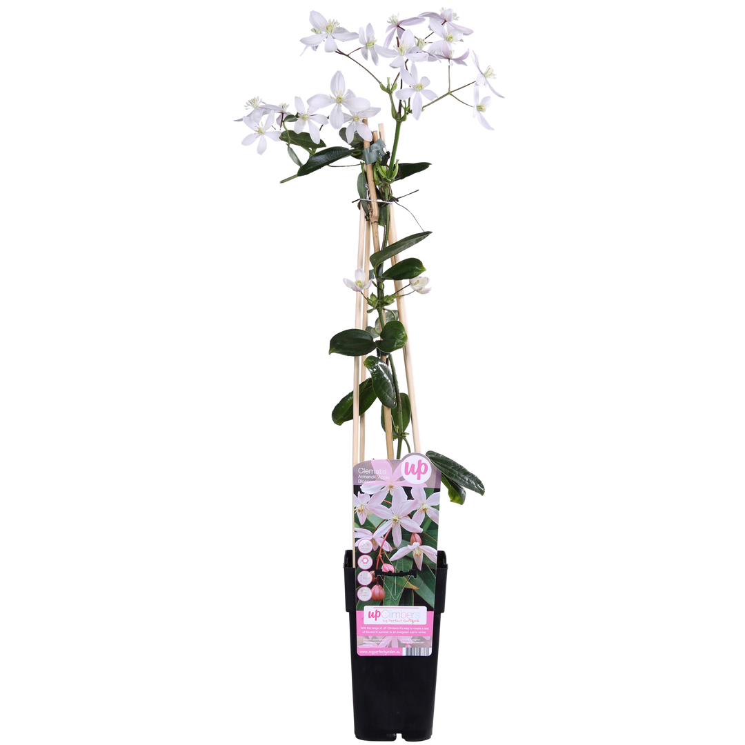 Clematis armandii 'Apple Blossom' (Light Pink Clematis) - Ø15cm - ↕65cm