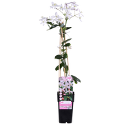 Clematis armandii 'Apple Blossom' (Light Pink Clematis) - Ø15cm - ↕65cm