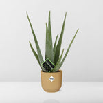 Load image into Gallery viewer, Aloe vera in ELHO Vibes Fold pot, Yellow, Ø14cm - ↕45cm