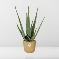 Aloe vera in vaso ELHO Vibes Fold pot, Giallo, Ø14cm - ↕45cm