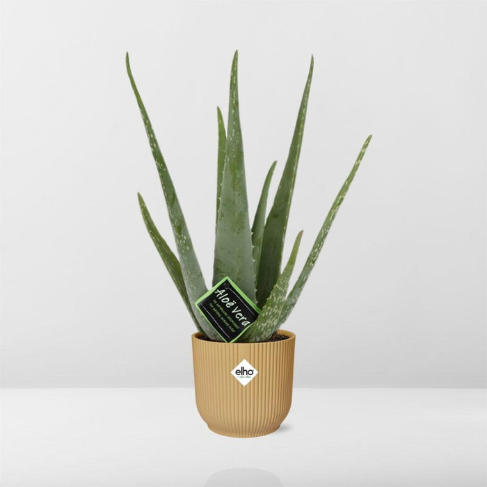 Aloe vera in ELHO Vibes Fold pot, Yellow, Ø14cm - ↕45cm