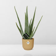 Aloe vera in ELHO Vibes Fold pot, Yellow, Ø14cm - ↕45cm