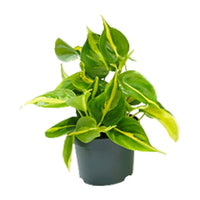 Philodendron scandens 'Brasil' - Ø12cm - ↕15cm