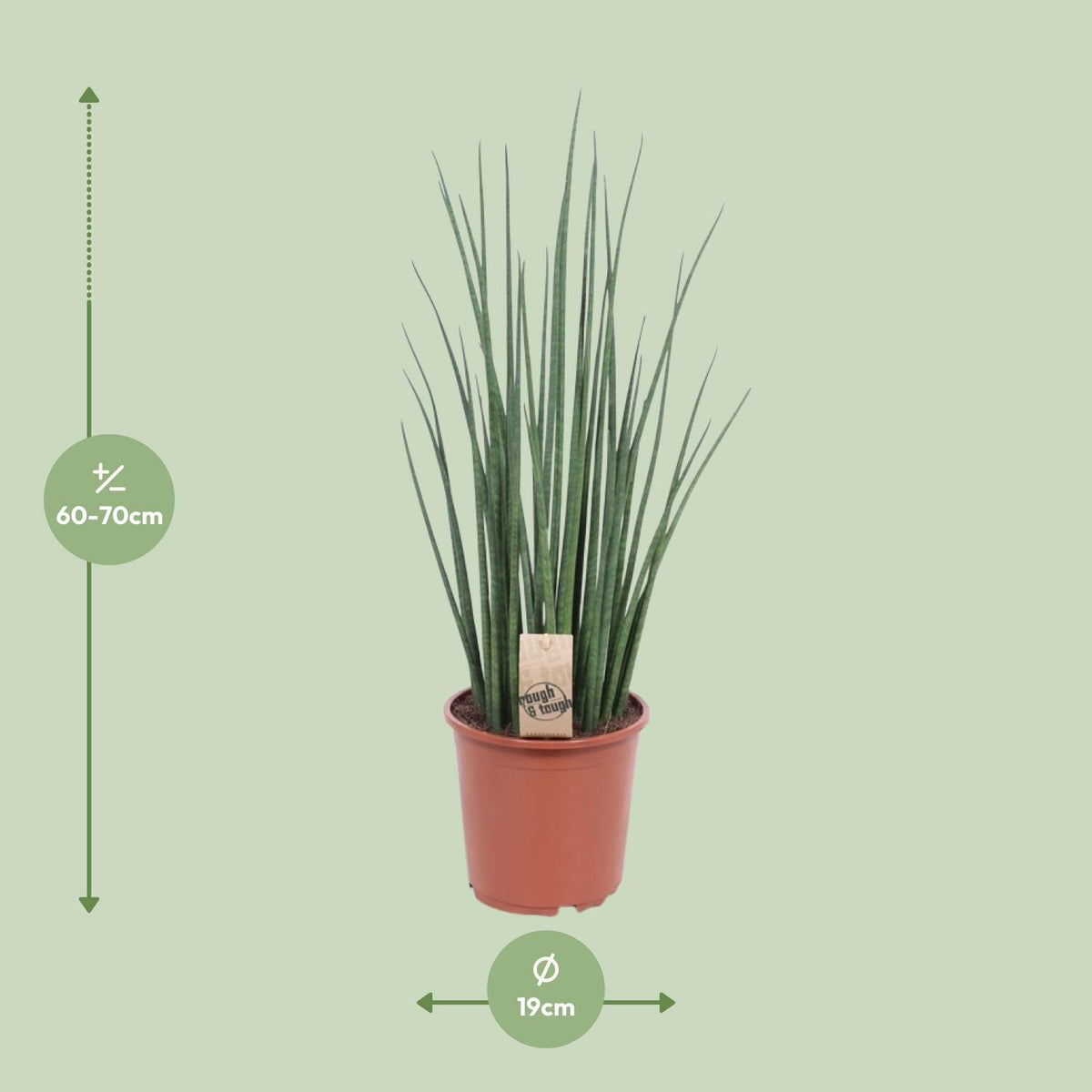 Sansevieria bacularis 'Mikado' - Ø19cm - ↕70cm