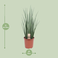Sansevieria bacularis 'Mikado' - Ø19cm - ↕70cm