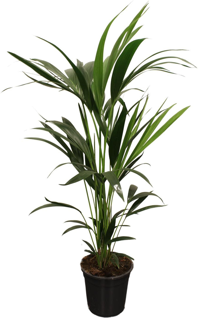 Howea Forsteriana (Kentia) - Ø21cm - ↕100cm